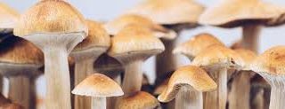 Benefits of Shrooms (Psilocybin) Powder for Mental Health