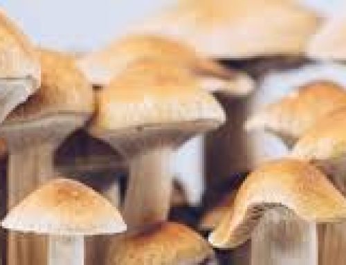 Exploring the Therapeutic Benefits of Shrooms (Psilocybin) Powder for Mental Health